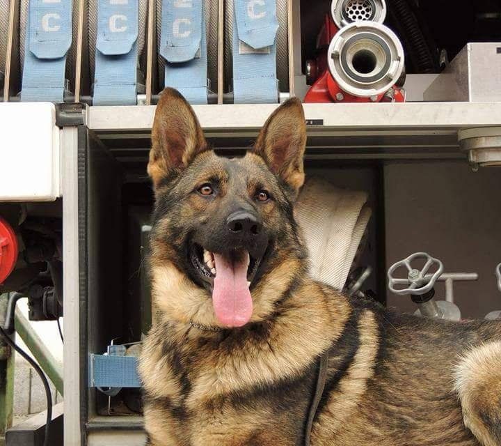 Bebe, câinele de serviciu al pompierilor hunedoreni și scafandrii au reușit găsirea cadavrului unui bătrân căzut în pârâul Cerna